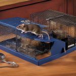 humane mouse traps
