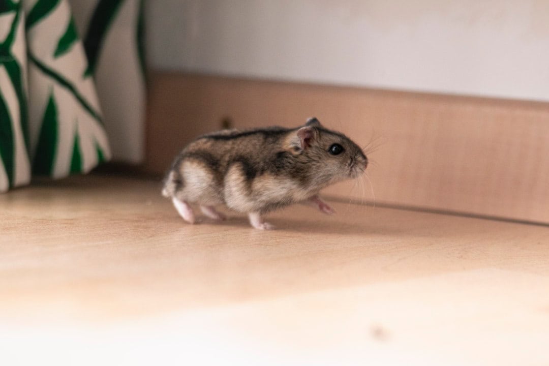 Expert guide on rodent behavior patterns in Los Angeles New York City homes - Understanding why mice and rats invade residential properties with professional pest control prevention strategies for USA homeowners health safety animal welfare