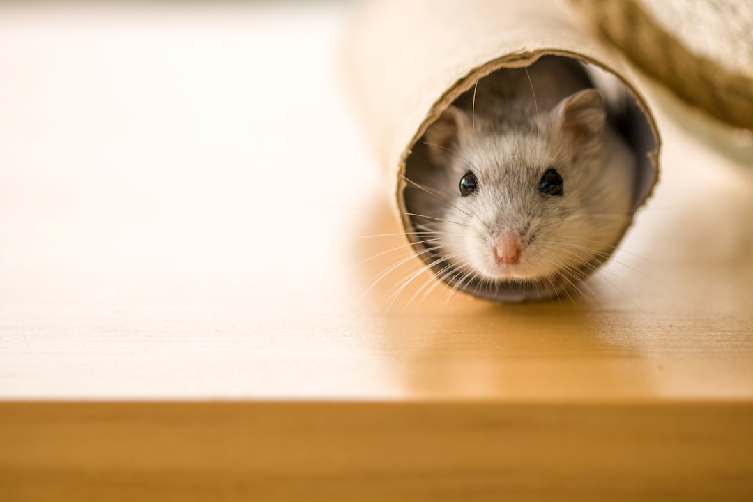The Ethics of Rodent Control: Balancing Human Needs and Animal Rights