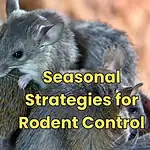 Seasonal rodent prevention and control strategies for California, Florida, and USA homeowners - Year-round pest management solutions to protect your property from mice and rats