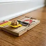 Close-up of wooden snap trap pedal baited with pea-sized peanut butter and rolled oats against baseboard