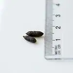 Close-up of fresh mouse droppings with pointed ends resting next to a millimeter measurement ruler
