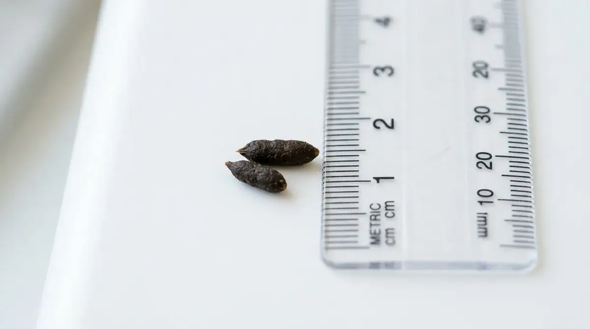 Mouse Droppings: What They Look Like & How to Clean Them Safely
