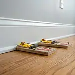 Two wooden snap traps positioned perpendicular to baseboard with bait pedals facing the wall
